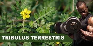 Tribulus Terrestris: ar jis tikrai veiksmingas?