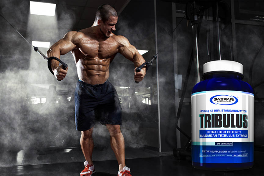Gaspari Tribulus