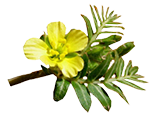 tribulus powder