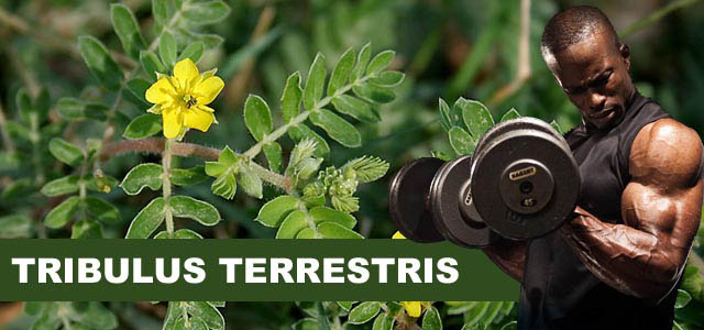 tribulus terrestris baneris